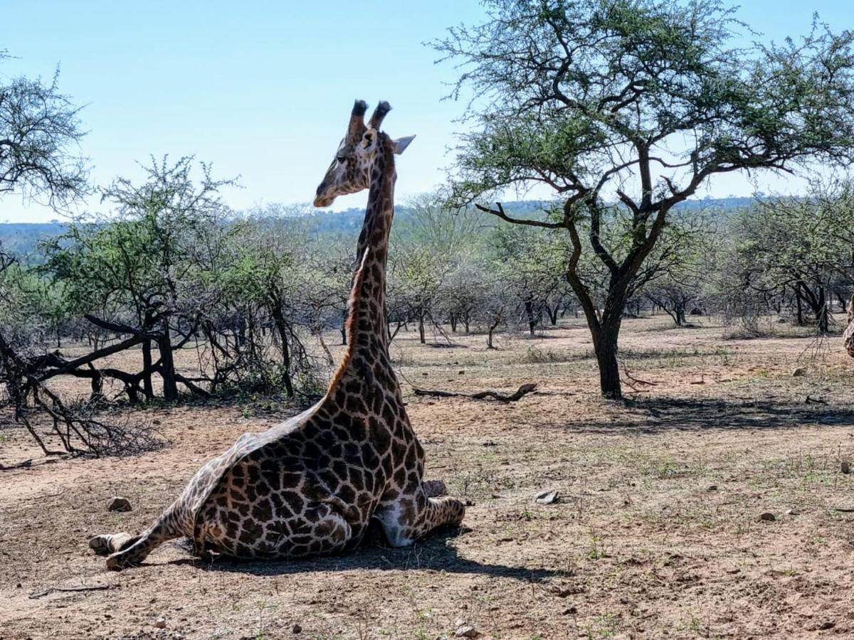 3714 @ribbok * Marloth Park